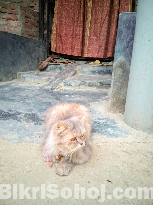 Parsean 3cot female cat